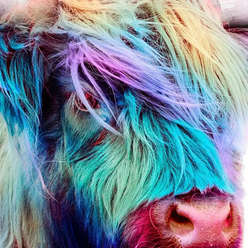 Rainbow Style Highland Cow Canvas Print Rainbow Style Highland Cow Canvas Print wall art product Patricia Chumillas / Shutterstock