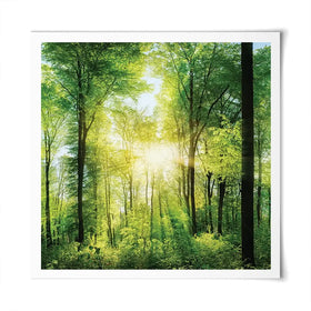 Scenic Forest Square Art Print Scenic Forest Square Art Print wall art product Smileus / Shutterstock