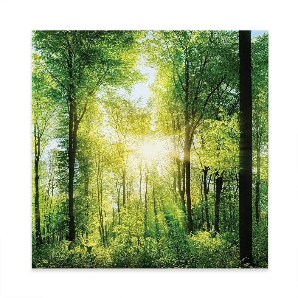 Scenic Forest Square Canvas Print Scenic Forest Square Canvas Print wall art product Smileus / Shutterstock
