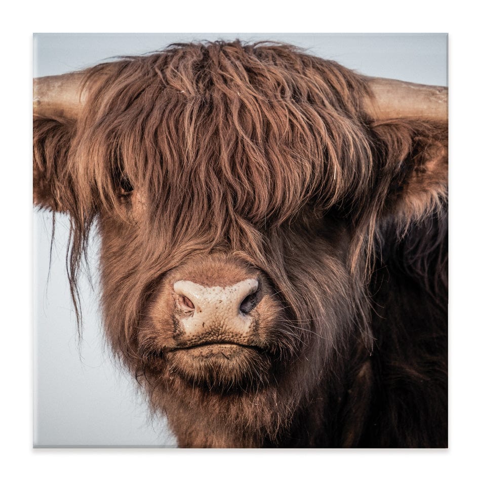 Scottish Brown Highland Cattle Square Canvas Print wall art product Sandro Fabris / Shutterstock