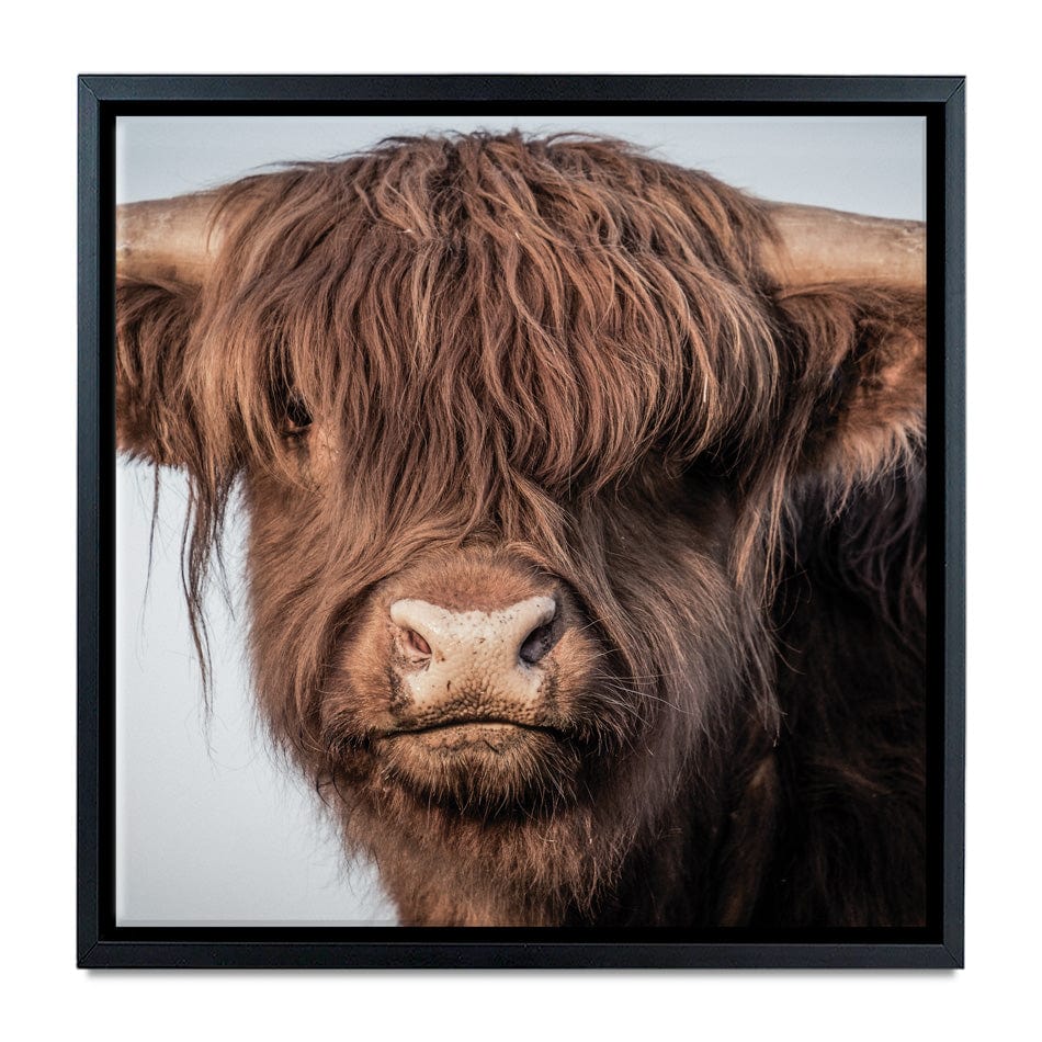 Scottish Brown Highland Cattle Square Canvas Print wall art product Sandro Fabris / Shutterstock