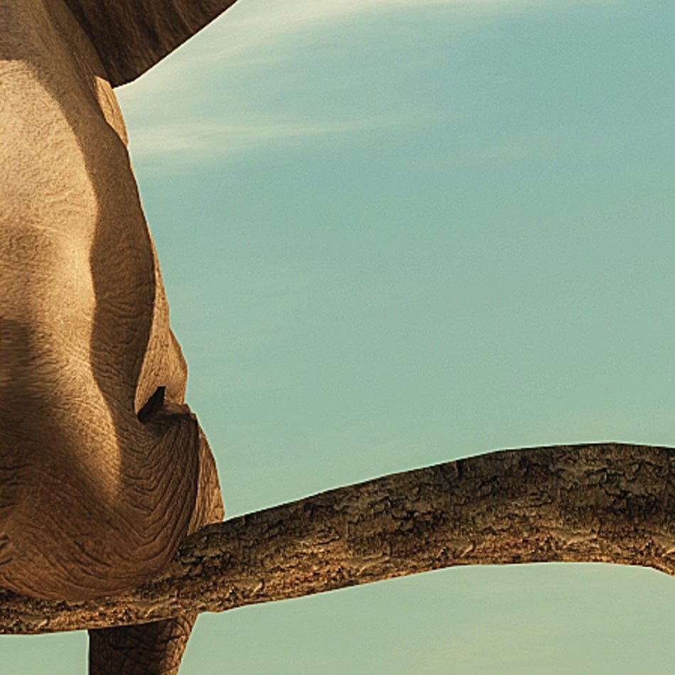 Sitting Elephant Square Canvas Print wall art product Orla / Shutterstock