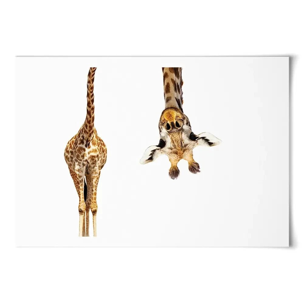 Upside Down Giraffe Art Print Upside Down Giraffe Art Print wall art product Sergey Novikov / Shutterstock
