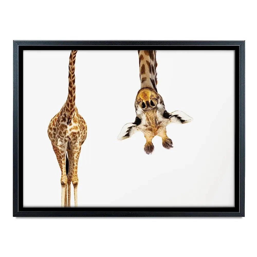 Upside Down Giraffe Canvas Print Upside Down Giraffe Canvas Print wall art product Sergey Novikov / Shutterstock