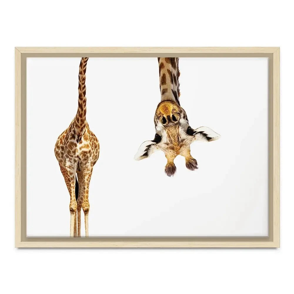 Upside Down Giraffe Canvas Print Upside Down Giraffe Canvas Print wall art product Sergey Novikov / Shutterstock