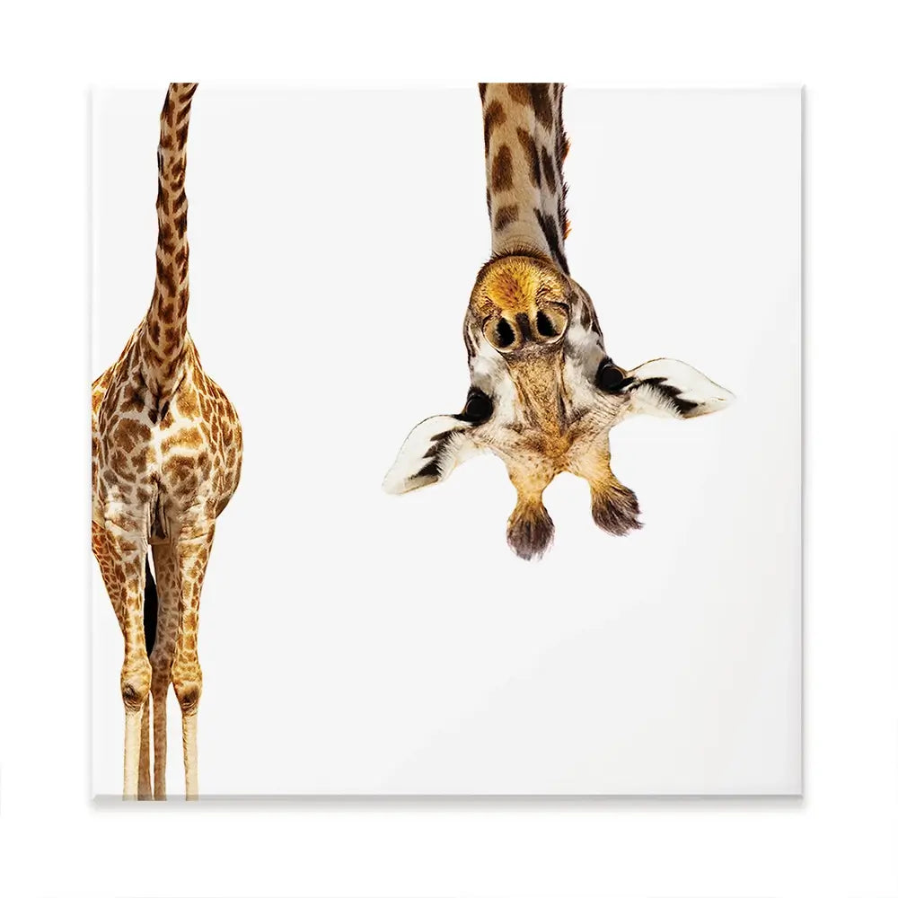 Upside Down Giraffe Oversized Canvas Print Upside Down Giraffe Oversized Canvas Print wall art product Art Print Shop