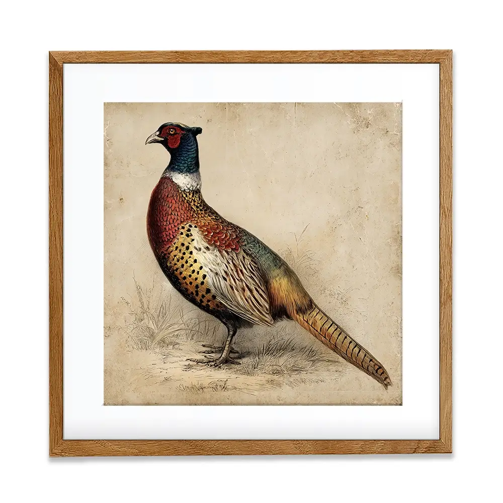 Vintage Pheasant Square Framed Art Print Vintage Pheasant Square Framed Art Print wall art product Petals Print Design - Independent