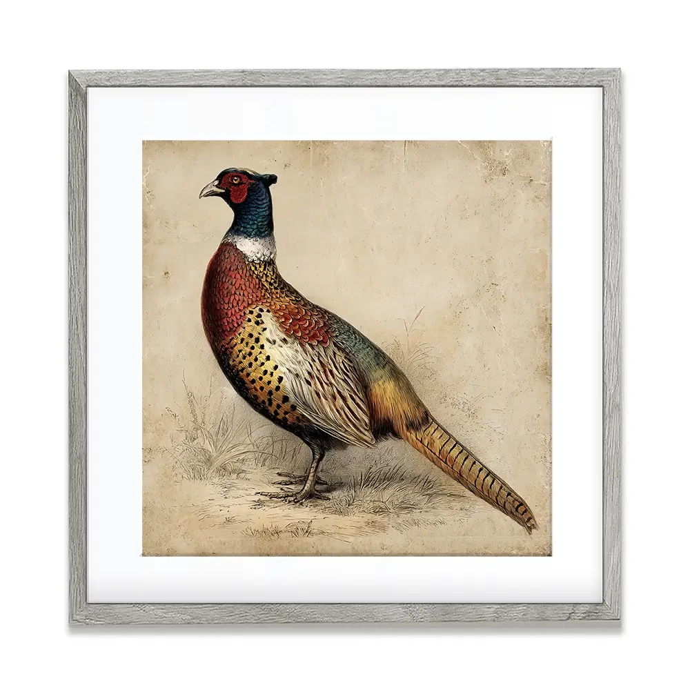 Vintage Pheasant Square Framed Art Print Vintage Pheasant Square Framed Art Print wall art product Petals Print Design - Independent