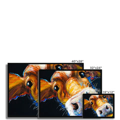 Nosy Cow Framed Print