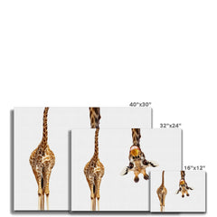 Happy Upside Down Giraffe Canvas Print