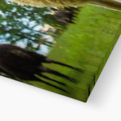Watching Ewe Canvas Print
