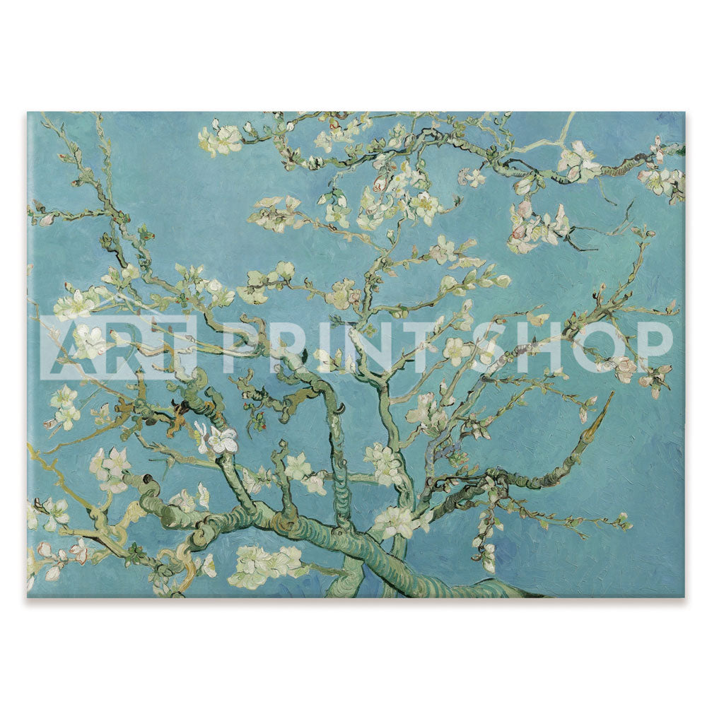 Almond Blossoms Canvas Print