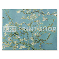 Almond Blossoms Canvas Print