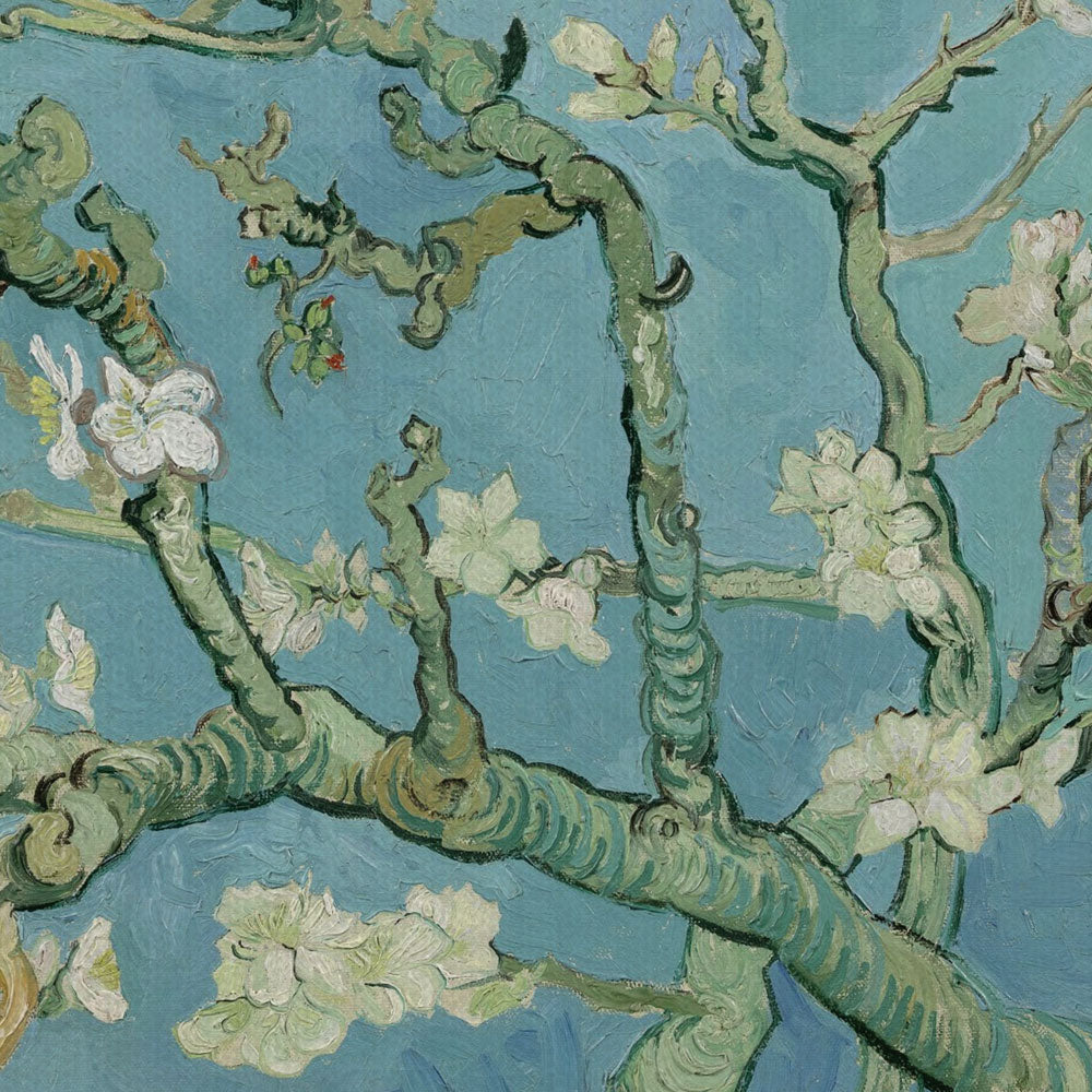 Almond Blossoms Canvas Print