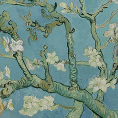 Almond Blossoms Canvas Print