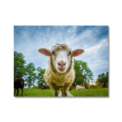 Watching Ewe Canvas Print