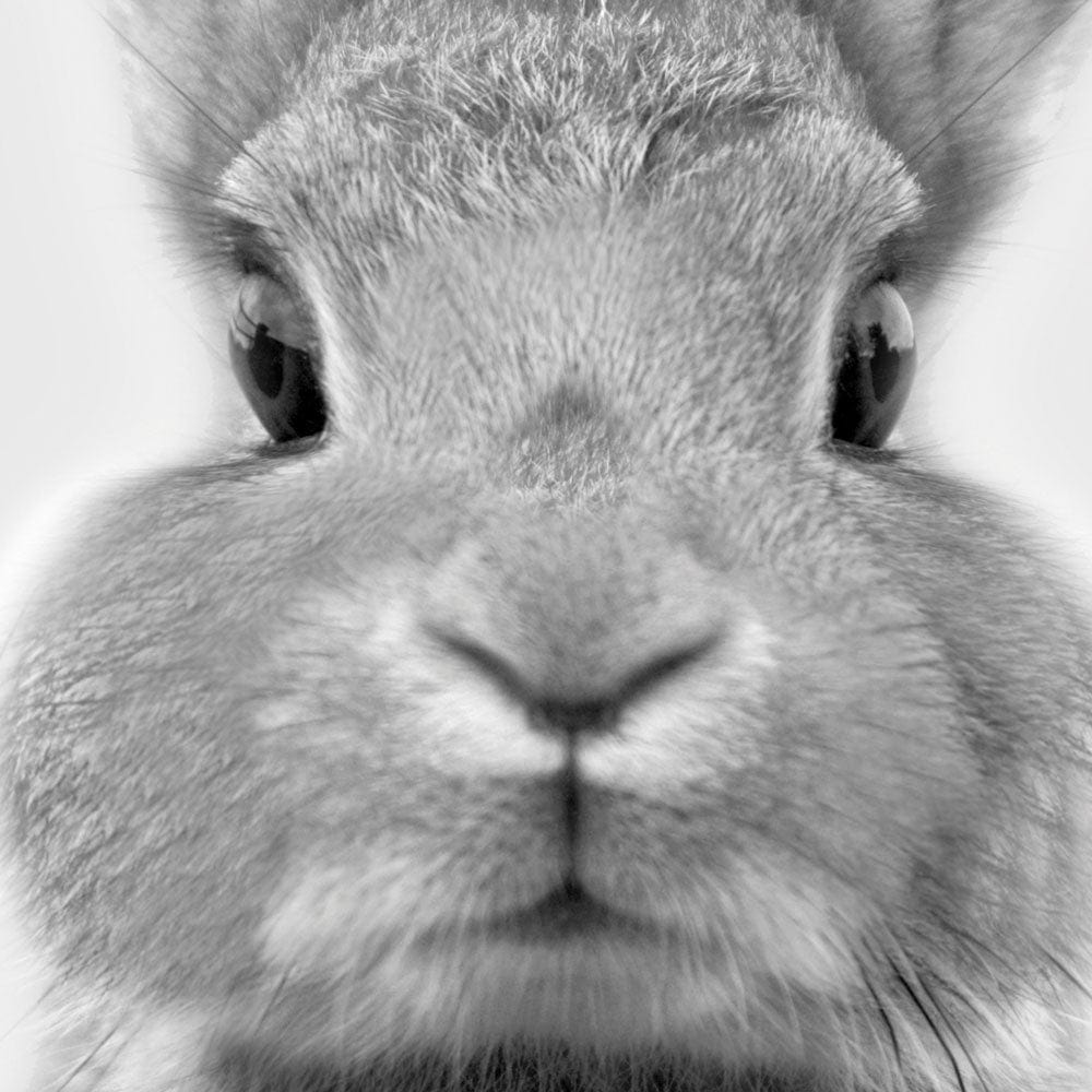 Bunny Rabbit Portrait Framed Art Print wall art product Art Print Shop