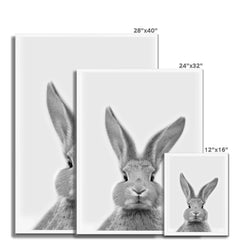 Bunny Rabbit Portrait Framed Print