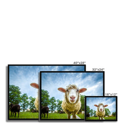 Watching Ewe Framed Print