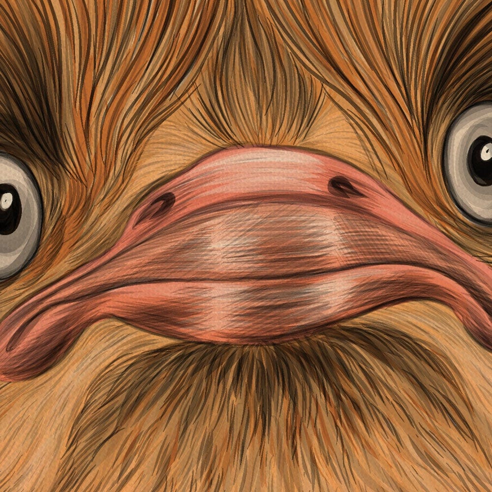 Comical Ostrich Canvas Print wall art product Dashkevich Snezhana / Shutterstock