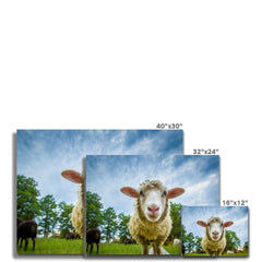 Watching Ewe Canvas Print