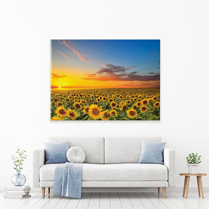 Field Of Blooming Sunflowers Canvas Print