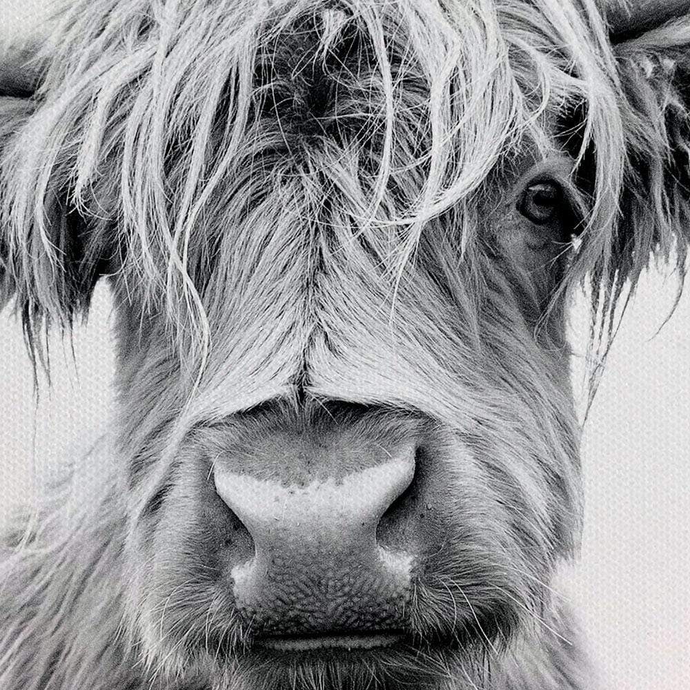 Scottish Highland Cattle Canvas Print wall art product okufner / Shutterstock