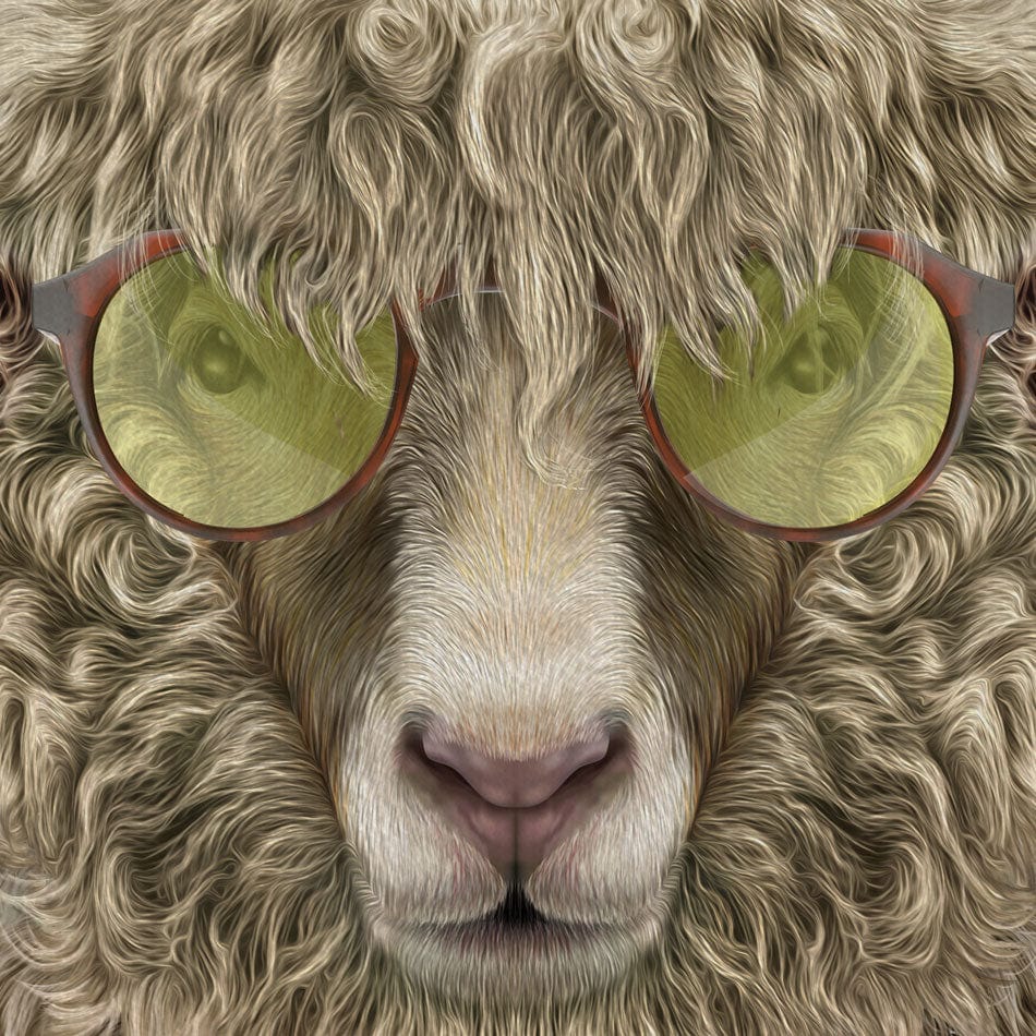 Simon Sheep Canvas Print wall art product Fahad Tariq / Shutterstock