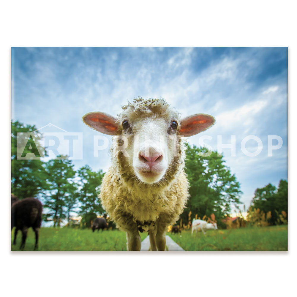 Watching Ewe Canvas Print