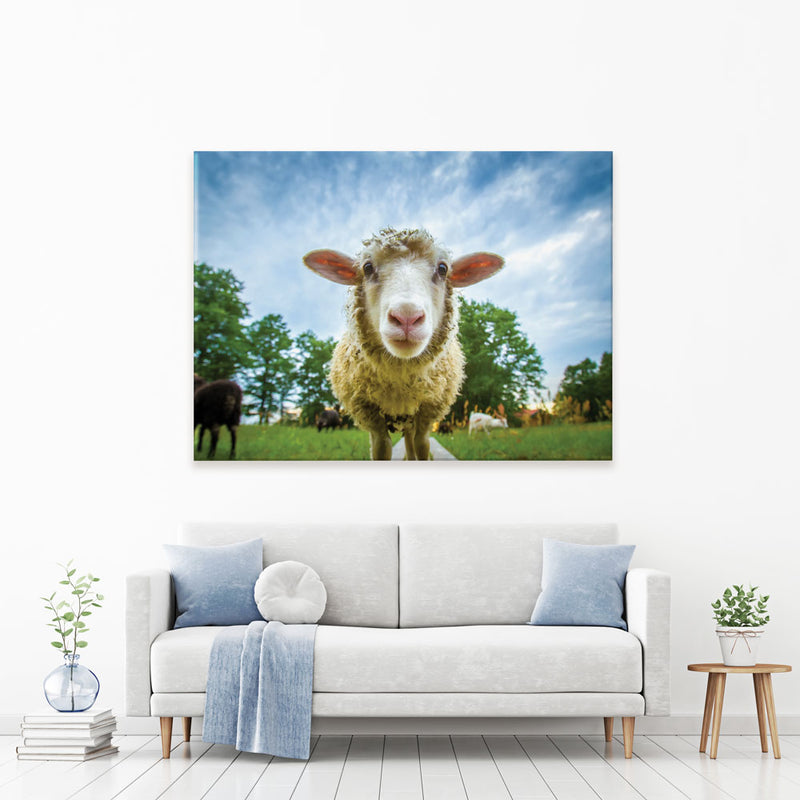 Watching Ewe Canvas Print