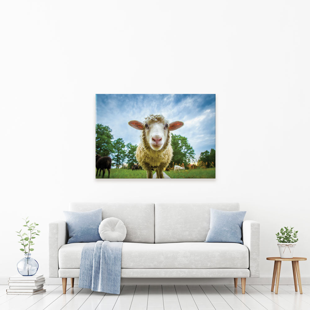 Watching Ewe Canvas Print
