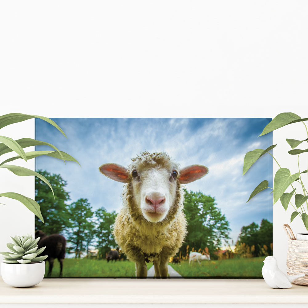 Watching Ewe Canvas Print