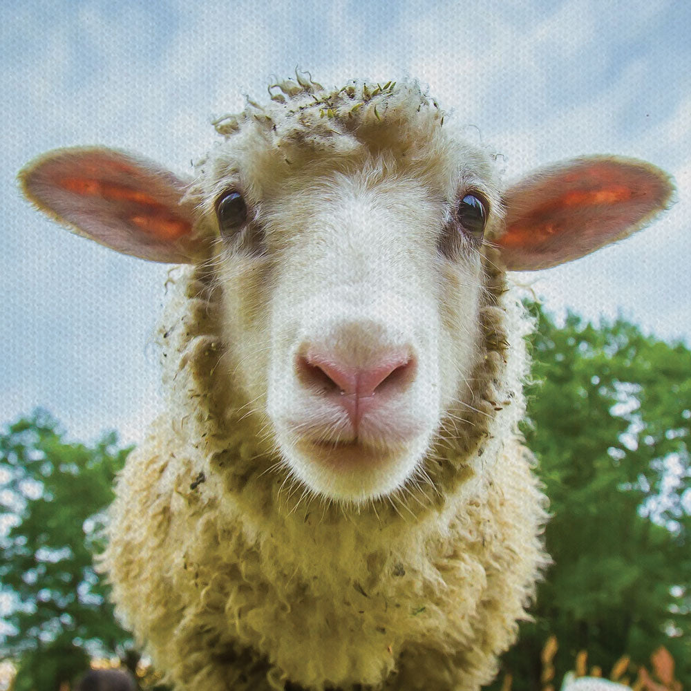 Watching Ewe Canvas Print